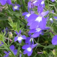 Lobelia Hot Bavaria - RCOP