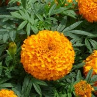 marigold-taishan-orange