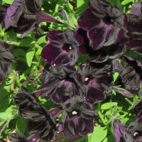 Petunia Sweetunia Black Satin - RCOP