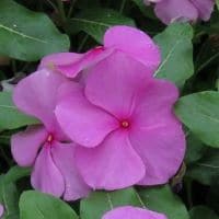 Vinca Titan Lilac - RCOP