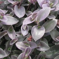 Wandering Jew Purple Fuzzy - RCOP