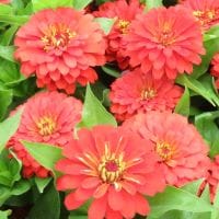 Zinnia Zesty Scarlet