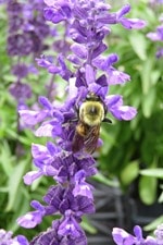 bee in the salvia bee in the salvia