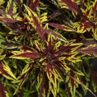 Coleus Flamethrower Chipotle