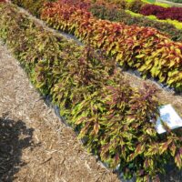 Coleus Flamethrower Chipotle - Image 4