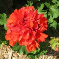 Geranium, zonal Mojo Orange