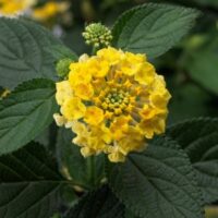 Lantana Bandana Lemon Zest