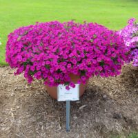 Petunia Itsy Magenta - Image 3