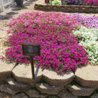 Petunia Itsy Magenta - Image 4