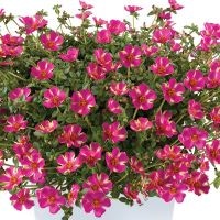 Portulaca Campino Twist Pink - RCOP