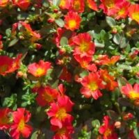 Portulaca Nano Hot Pink