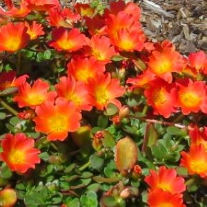 Portulaca Nano Orange - RCOP