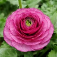 Ranunculus Sprinkles Violet