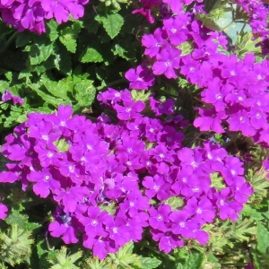 Verbena, spreading Lanai Purple - RCOP