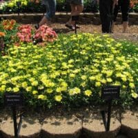 Argyranthemum Beauty Yellow - Image 2