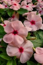 Vinca Titan Apricot 050121 Vinca Titan Apricot 050121