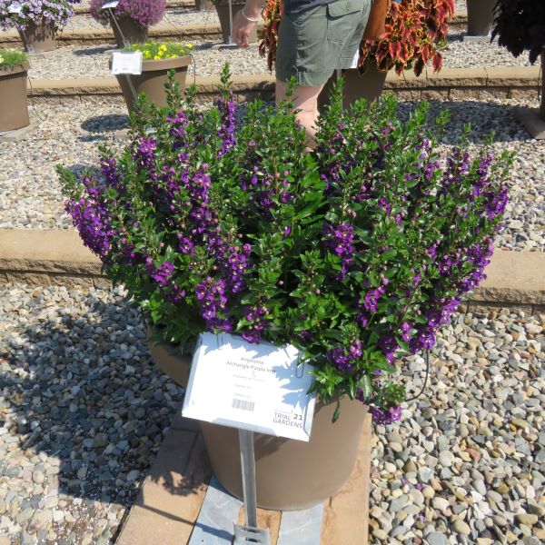 Angelonia Archangel Purple - RCOP