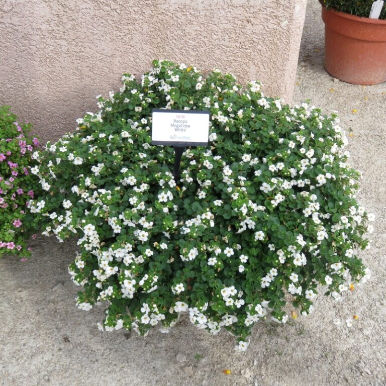 Bacopa MegaCopa White - RCOP