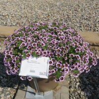 Calibrachoa Calitastic Bordeaux Star - Image 2