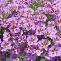 Calibrachoa MiniFamous Uno Violet Star