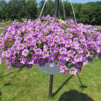 Calibrachoa MiniFamous Uno Violet Star - Image 2