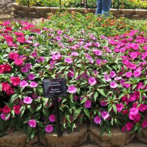 Impatiens, hybrid Bounce Pink Flame - RCOP