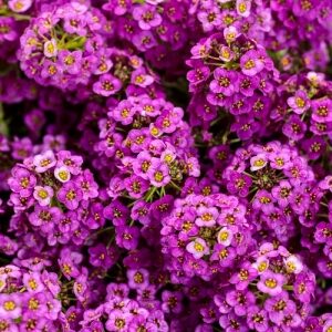 Lobularia Violet Knight