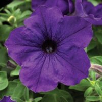 Petunia Sanguna Blue