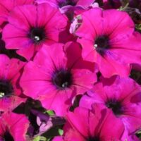 Petunia Surfinia Heavenly Cabernet