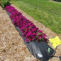 Petunia Surfinia Heavenly Cabernet - Image 2