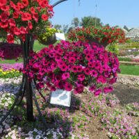 Petunia Surfinia Heavenly Cabernet - Image 4