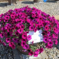 Petunia Surfinia Heavenly Cabernet - Image 3