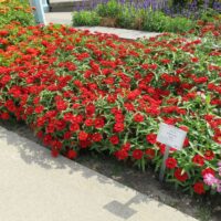 Zinnia Profusion Red - Image 2