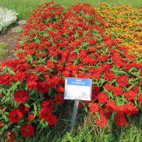 Zinnia Profusion Red - Image 3