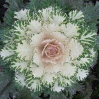 Kale, ornamental Coral Prince