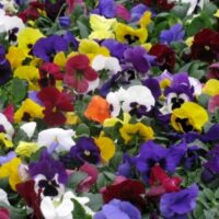 Pansy Matrix Mix