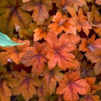 Heucherella Pumpkin Spice