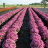 Hardy Garden Mum Wanda Lavender - Image 2