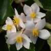Begonia, hybrid Dragon Wing White