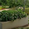 Begonia, hybrid Dragon Wing White - Image 3