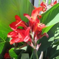 Canna, seed Cannova Scarlet