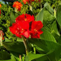 Canna, seed Cannova Scarlet - Image 3