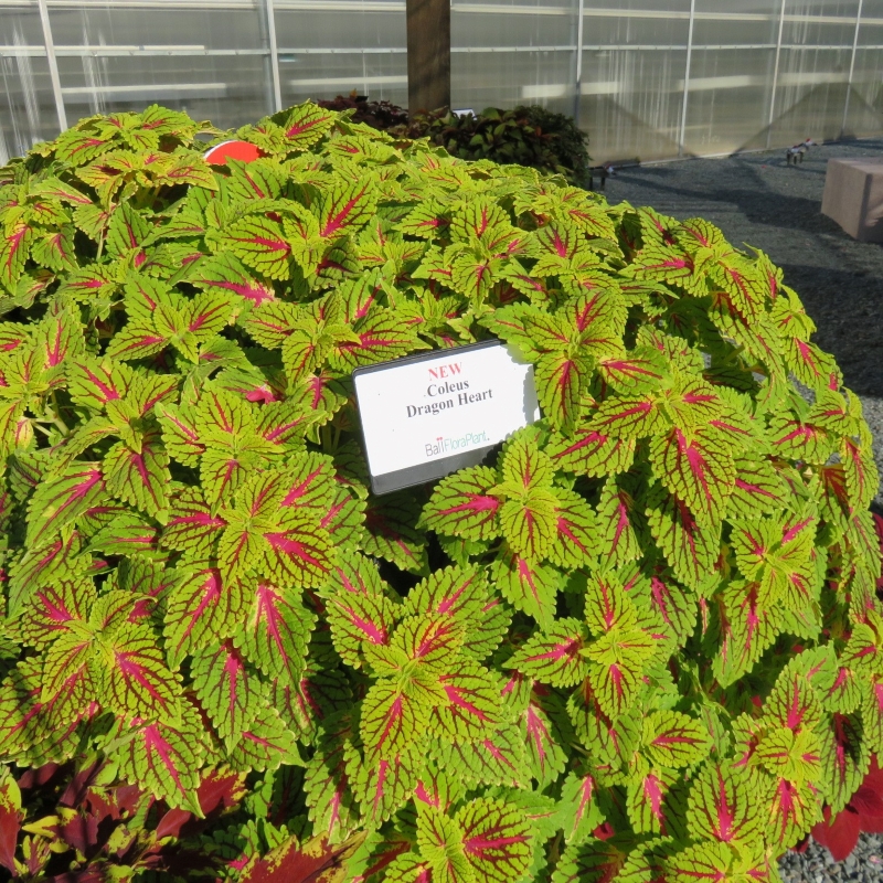 dragon heart coleus        
        <figure class=