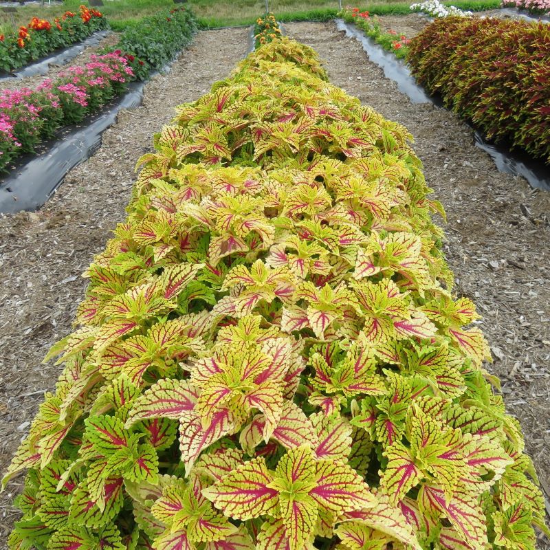 Coleus Dragon Heart RCOP   Coleus Dragon Heart Raker 2020 