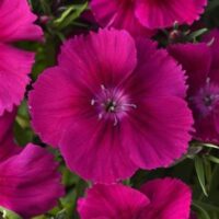 Dianthus Coronet Purple