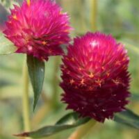 Gomphrena Pinata