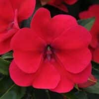 Impatiens, hybrid Bounce Cherry