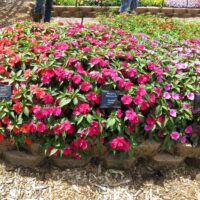 Impatiens, hybrid Bounce Cherry - Image 2