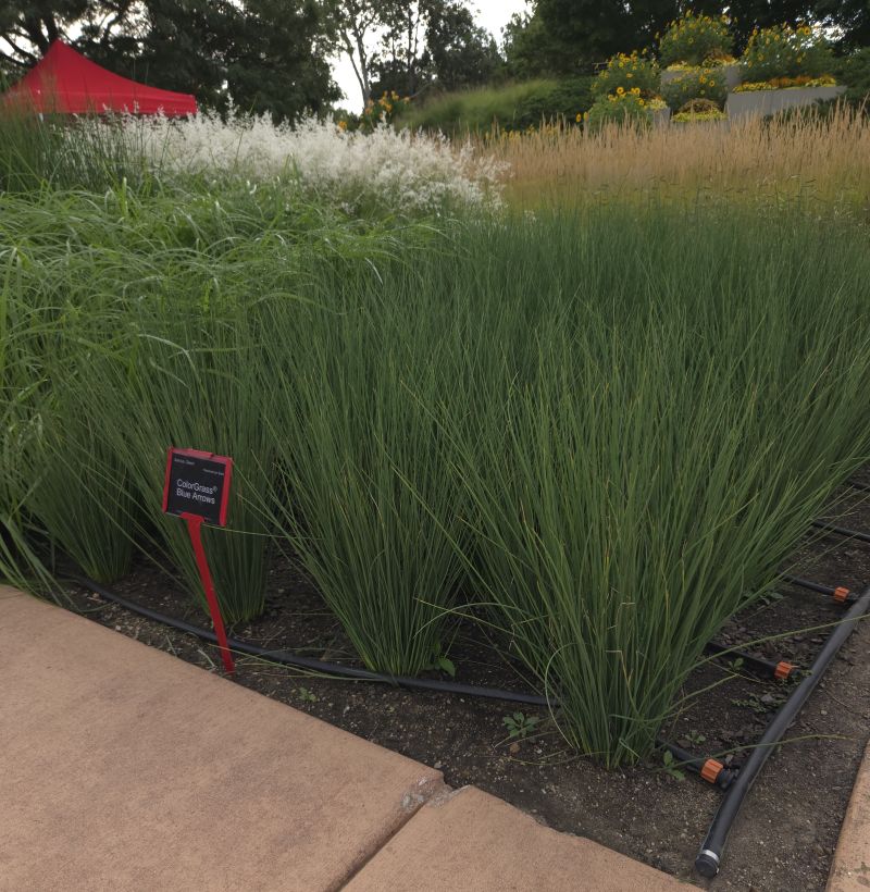 Grass, Juncus Blue Arrows - Image 6