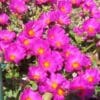 Portulaca Nano Purple